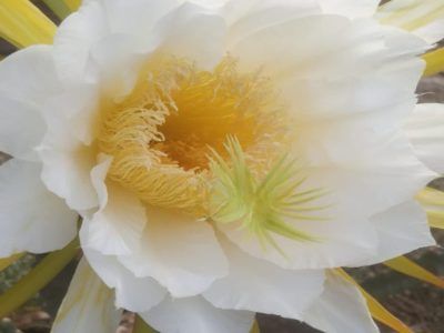Flor Malasian Red